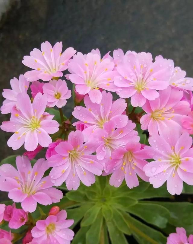 10种过年养的花，花市找不到，谁见了都稀罕