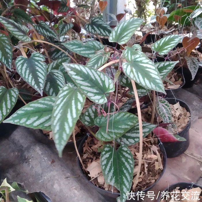 叶子斑斓的锦叶葡萄，适合养成室内爬藤植物，可布置垂盆景观