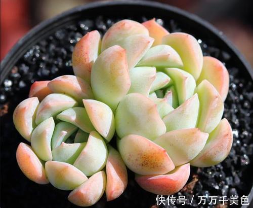  褪色|5种漂亮多肉，皮实又好养，不容易褪色，冻一冻叶片更好看！