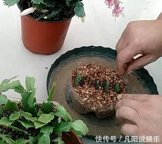扦插“蟹爪兰”,生根后快“挪窝”,挪一棵爆一盆