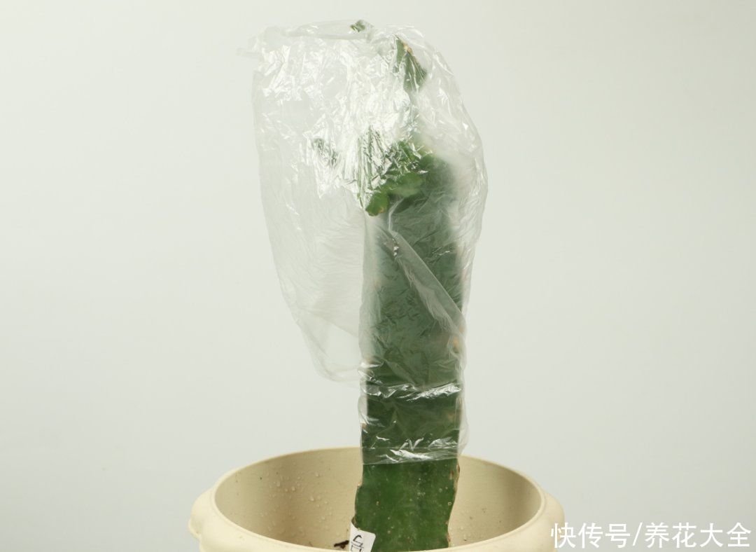 嫁接|养了30年的玉树，扦插开出9色花，快来沾沾喜气