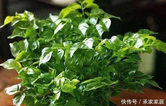 客厅养花别“佛系”,3种花最合适,“聚财养人”好寓意,上档次