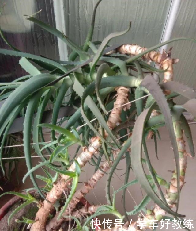 1米7的天竺葵,开花成瀑布,太震撼了!