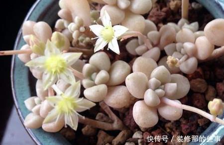 多肉中的“四胞胎”,长相相似却各有千秋,教你这样辨别!