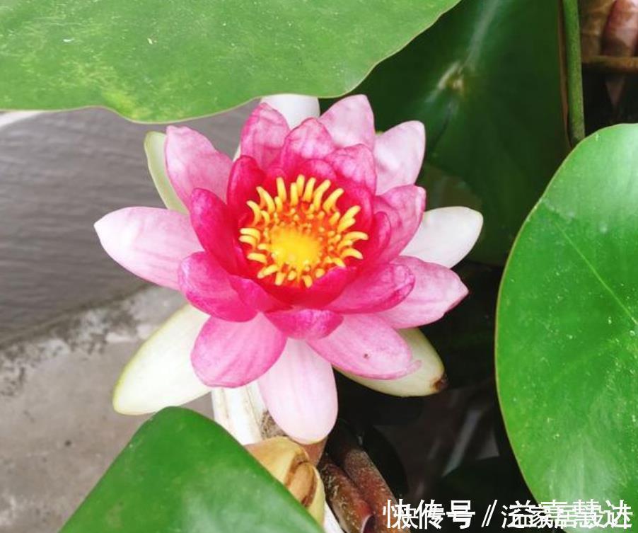 净化|4种花净化空气,杀菌去异味,吸收有害气体,养在客厅美极了