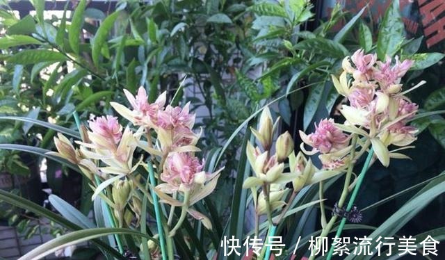 浓郁|建兰多瓣奇花“富山奇蝶”，花中带花，兰香浓郁，姿态优雅又好看！