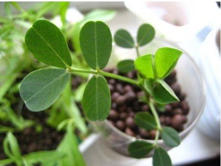 水培“花生”，比“吊兰”还漂亮，1株结30个果！不妨也可以试试