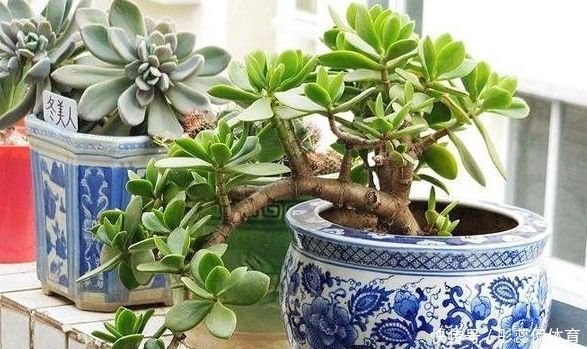 浇水|玉树花如何修剪？掌握几个小窍门，叶片宽大肥厚，花开色泽艳丽