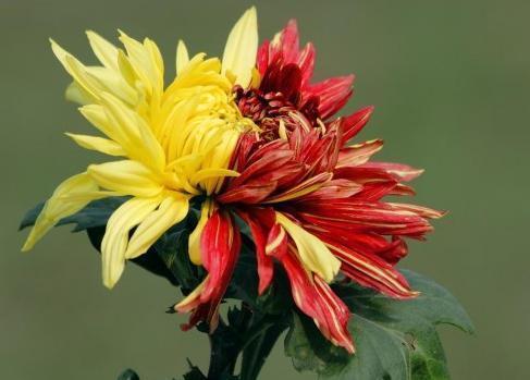 喜欢菊花,不如养盆“珍稀名菊”二乔,好养好看,美丽怡人