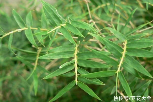 家里养凤尾竹，做好这几件事，叶片油绿有精神