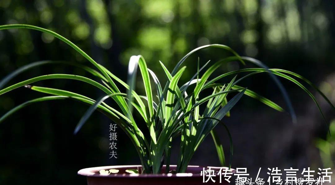 芒种|三分种、七分养，芒种时节的兰花，如何养出浓绿的叶子？