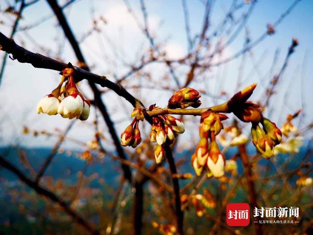 秦怡|嗅到春的气息 成都蒲江的万亩樱桃花正陆续开放