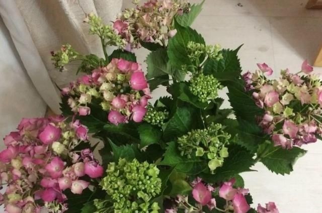 6种花一天不浇水,叶子就耷拉,缺水3天就死翘