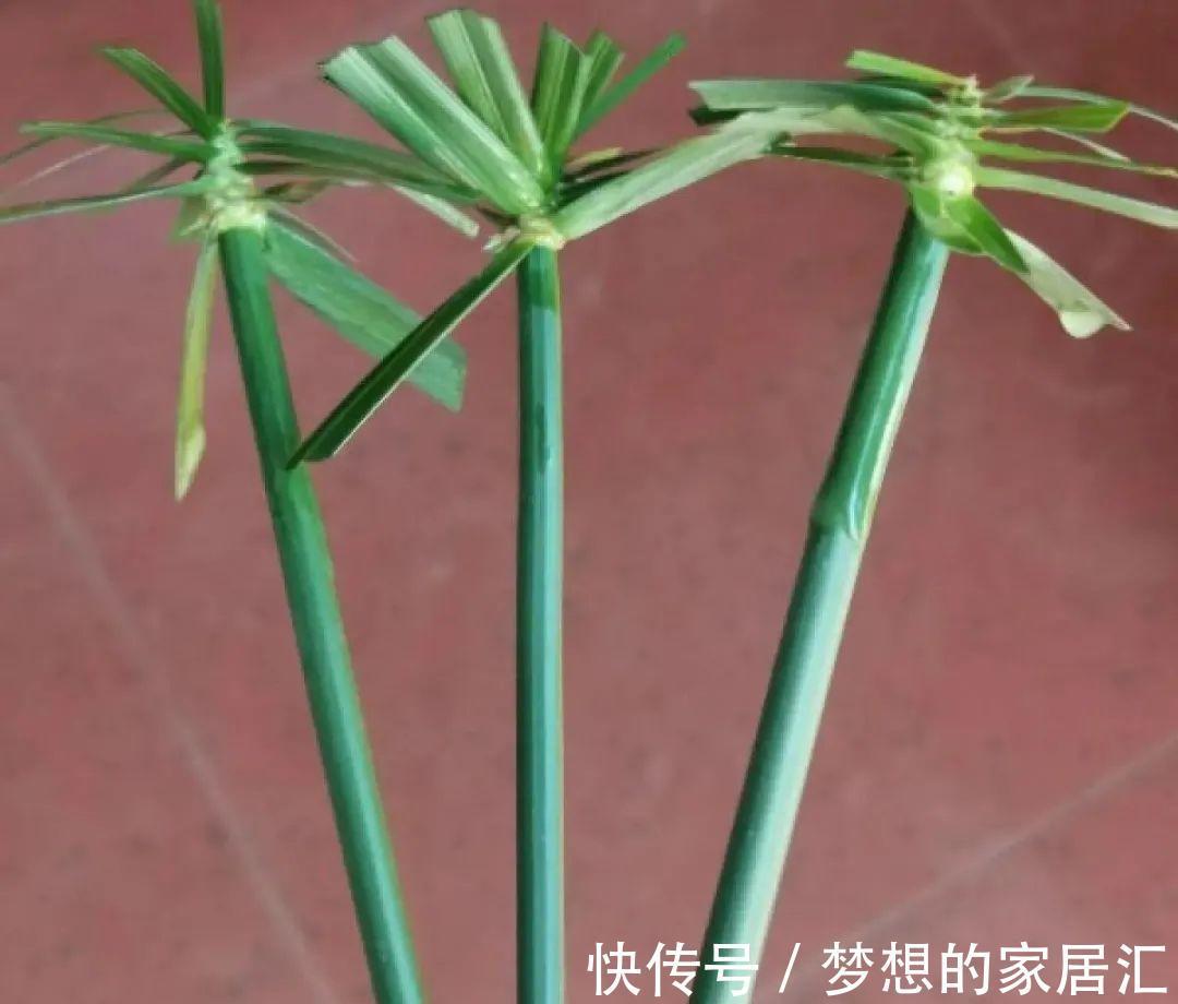 10种花太能喝水，一天一瓢水，7天爆满缸