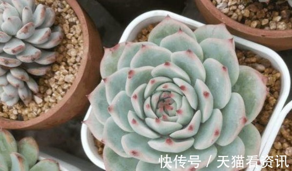光照|这样给多肉晒太阳，难怪你养一盆死一盆，现在看还不晚！