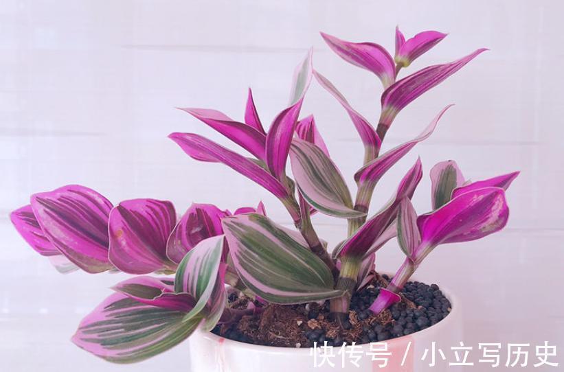 吊兰&油画婚礼吊兰养护,感受油画的世界体味绚丽斑斓的色彩