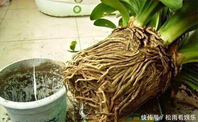 肥沃|秋天养君子兰,盆土里加点它,叶片蹭蹭长爆盆,一盆开花30朵