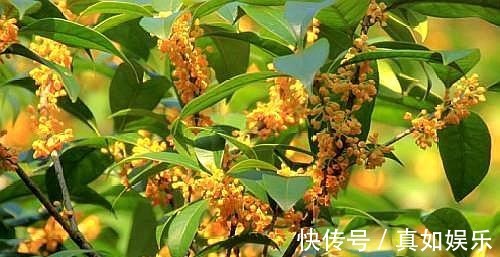 养桂花其实挺简单,做好这些“事”,叶不黑,根系壮,开花处处香