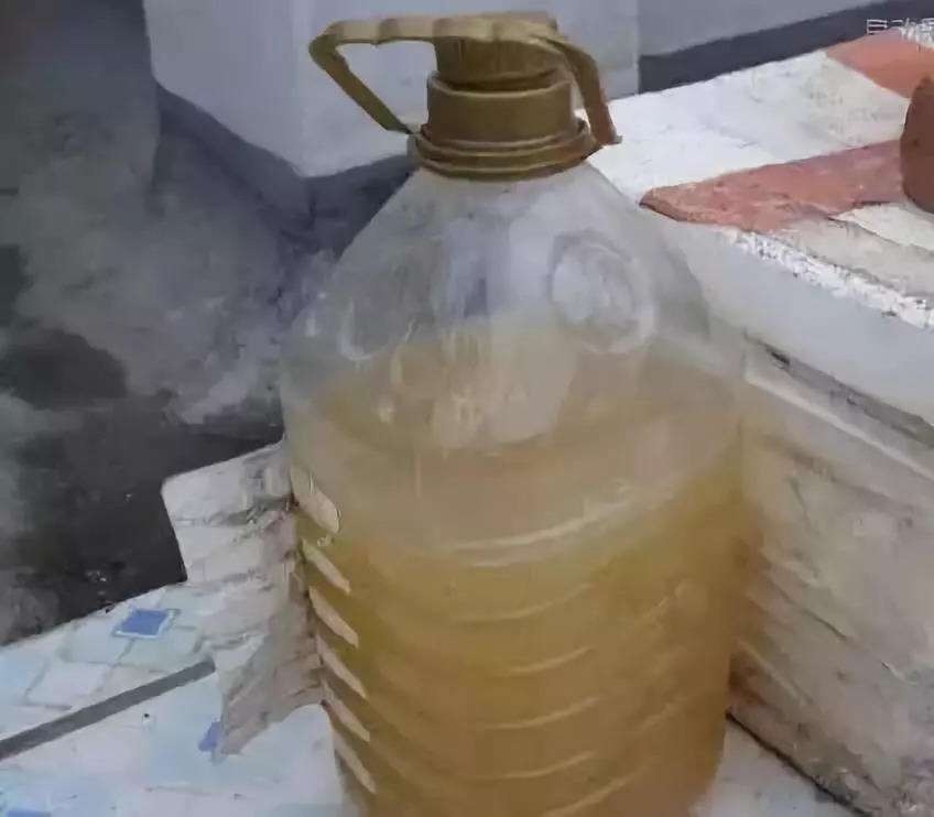 茉莉修剪专挑出头枝,抓住机会,一个月后还能有花赏!