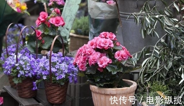 病虫害|养花有讲究,遇到3种情况,只怪你太勤快懒一点,花卉长得更好