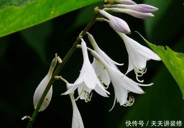 这几种花超耐阴，夏天放在阴凉地，遮阴养出满盆花