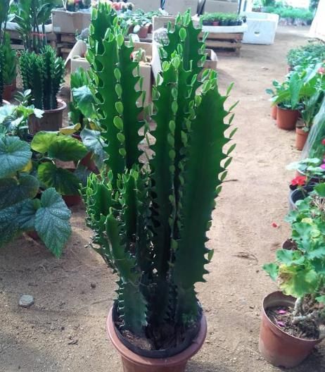 嫌每天浇水繁琐,就去养“4种植物”,环境越“旱”长得越旺