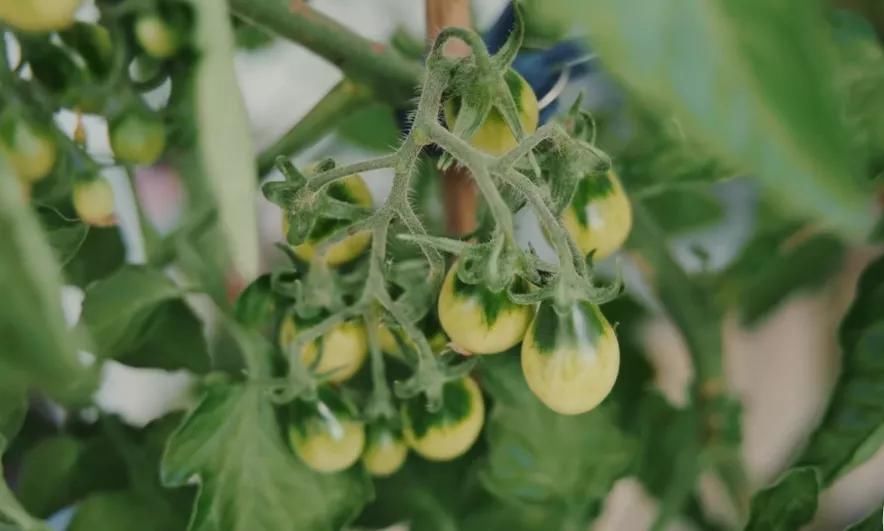 德国主妇将8㎡阳台打造成菜园，不花一分钱种够全家吃的菜