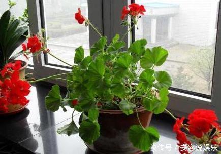 4个养花的小技巧，简单又实用，根不烂叶子越长越茂盛！