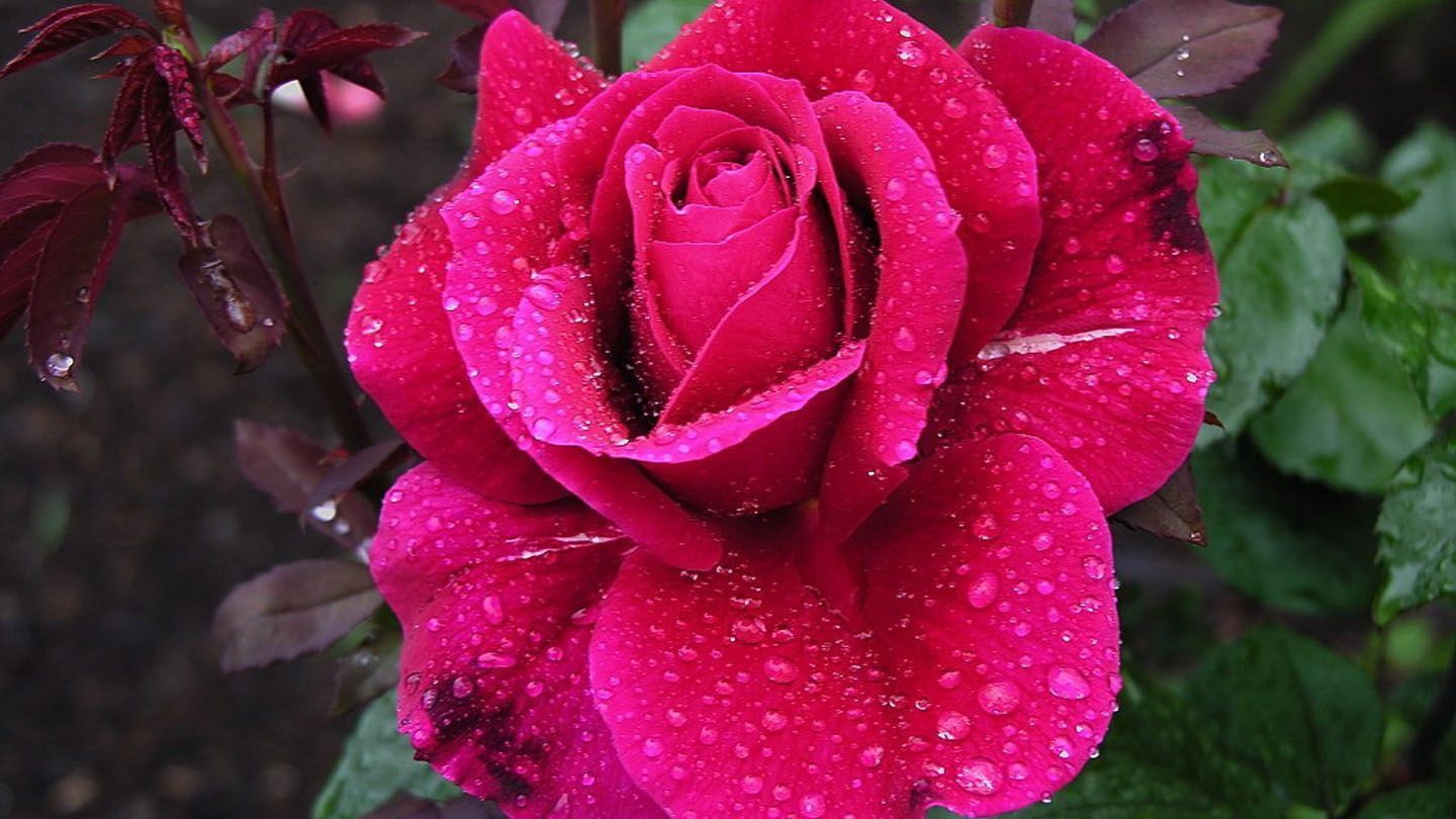 洋姜|养花试试这几款,花朵形状像星星一样可爱