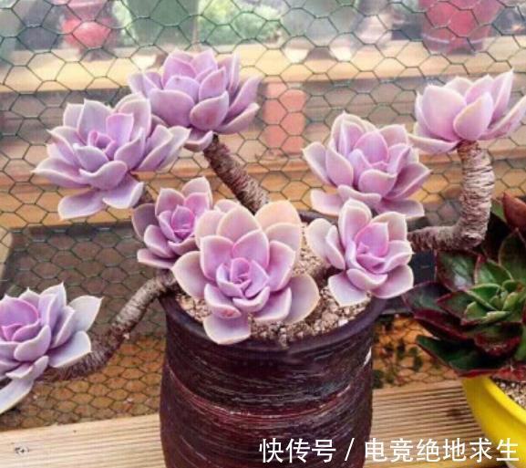 趁着还没立冬，赶紧养盆多肉紫乐，皮实好养越晒越好看，值得拥有
