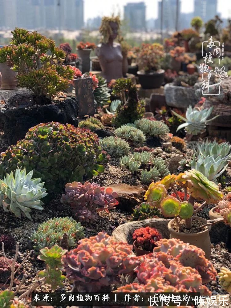 多肉花园梦青春正好,梦想趁早,别坐等自己变老!