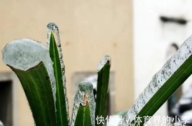立冬到了,兰花还能淋雨吗?兰友说:这3种兰花千万不要淋雨