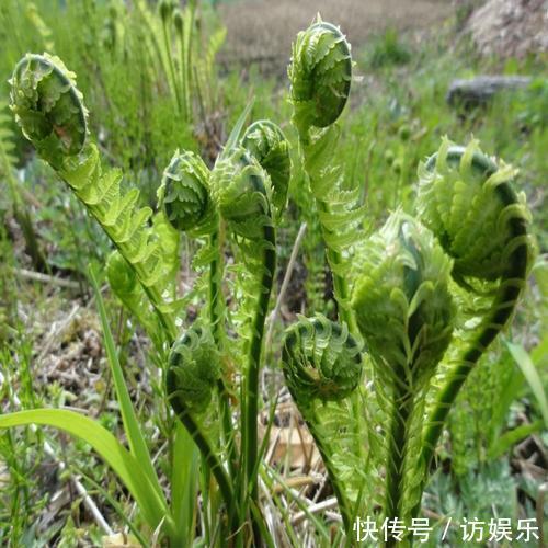 叫做“广东菜”,却生长在东北,如遇到,一定别错过