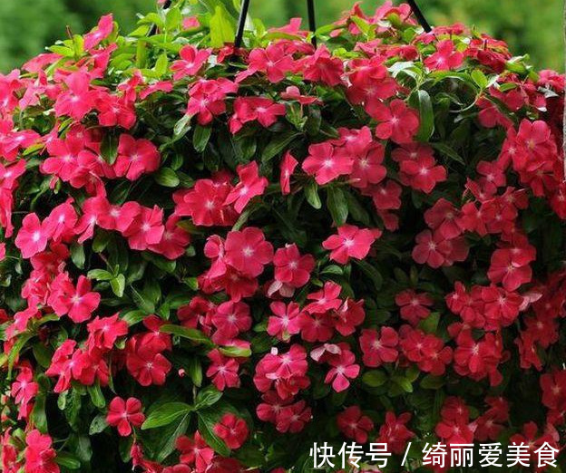 养花技巧:粗生粗养也能四季开花!少养1种都觉得亏了