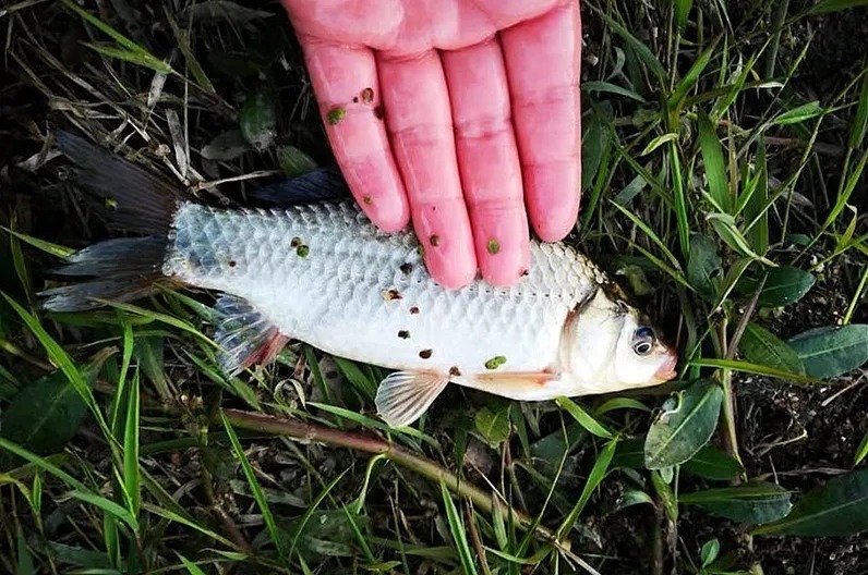 冬钓如何快速上鱼？学会这几招，鲫鱼比夏天还好钓