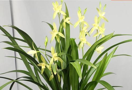 最爱开花的兰花,花色纯洁,香味浓郁,四季不落花,文人雅士最爱