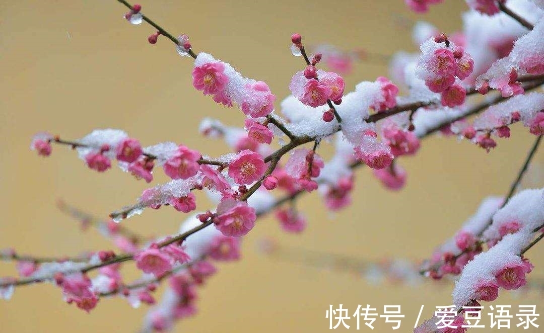 梅花#寒冬早梅诗四首,一树寒梅白玉条,疑是经冬雪未销