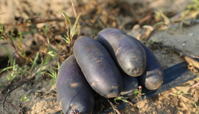 黑土豆|女人常吃此物,保养卵巢,子宫越来越健康,妇科炎症悄悄溜
