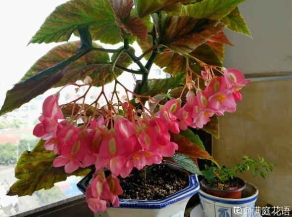 耐阴怕晒的花,一晒叶子就发黄干裂,放阴凉地养得好!