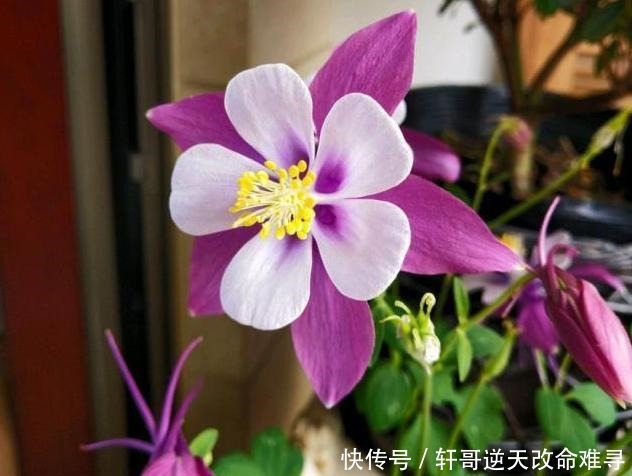 天冷不知养啥花那就养盆它,冬天不用管,春天也能开出一片花海!