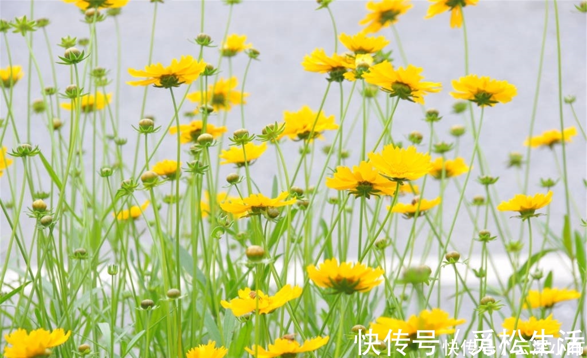 咏菊诗!罗隐最经典的一首咏菊诗,从开篇到结尾句句经典,值得我们一读!