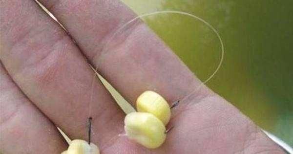 大师是这样用玉米钓鱼的,以及老坛玉米的制作方法