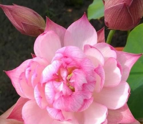 庭院选这几款花，花姿妖娆，花开香飘溢满屋，阳台变温馨花园