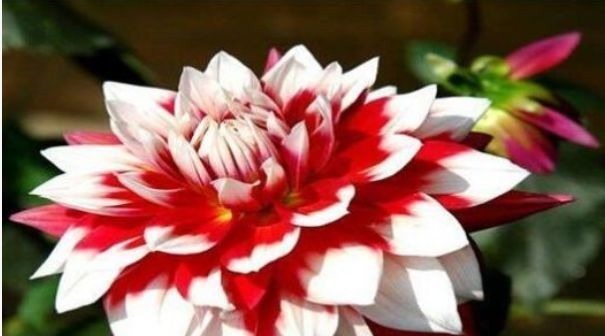 喜欢菊花,不如试试“稀有名品”凤羽明霞,造化神秀,美极了!