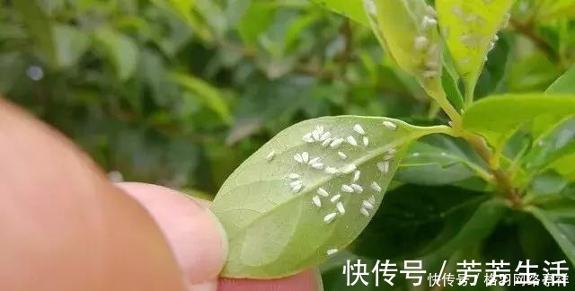 叶片|家里养花，生了这个世界性害虫，太难治，一招教你轻松根除白虱粉