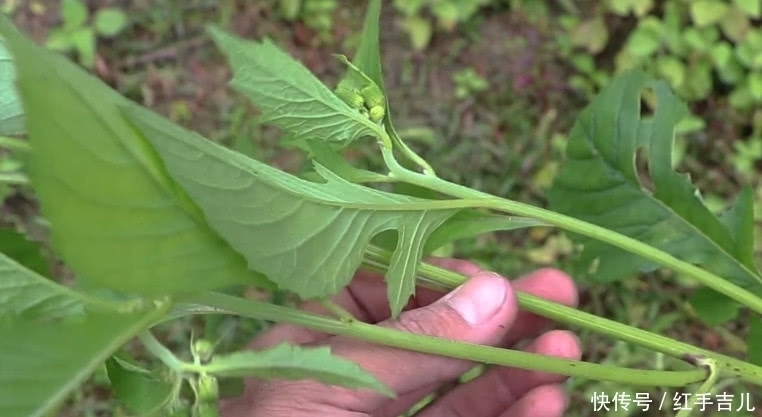 野草|从前饥荒少不了“它”，农村人看到就摘，既能当野菜吃还是好药材