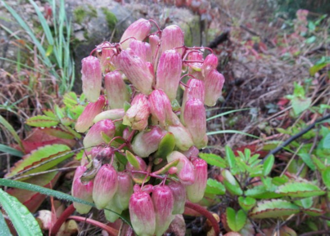 您家中可有盆栽这植物现在经济价值很高,值得你了解并重视