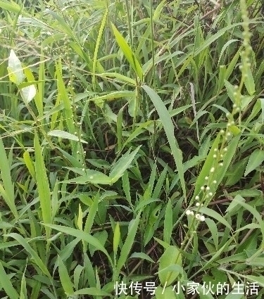 繁星点点|农村这种长满星星的野草，对小孩疳积非常好，可惜农药太多了