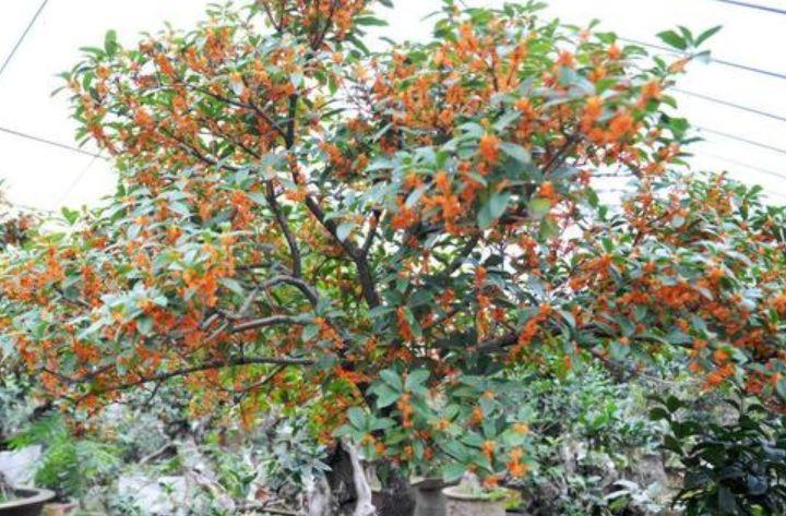 养花就养这几款,全年开花不停,花姿妖娆,繁花似锦,姿色艳丽