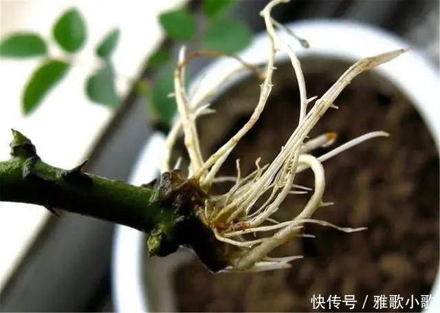 自制生根剂并不难，巧妙采用四种“生根液”，很快长出大白根